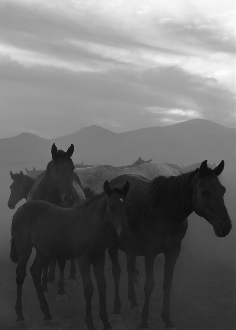 Wild horses, profits go to protecting horses